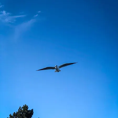 Seeadler 32 * Holnishof